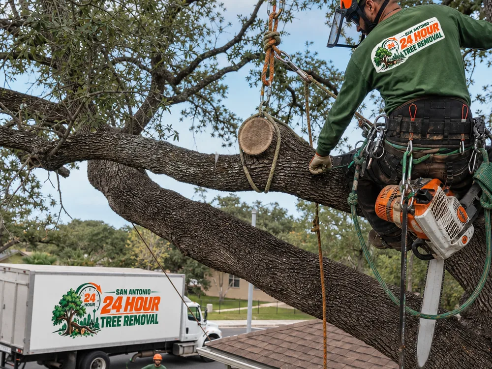 Arborist setting rigging and a lowering line on a large limb over a San Antonio roofline